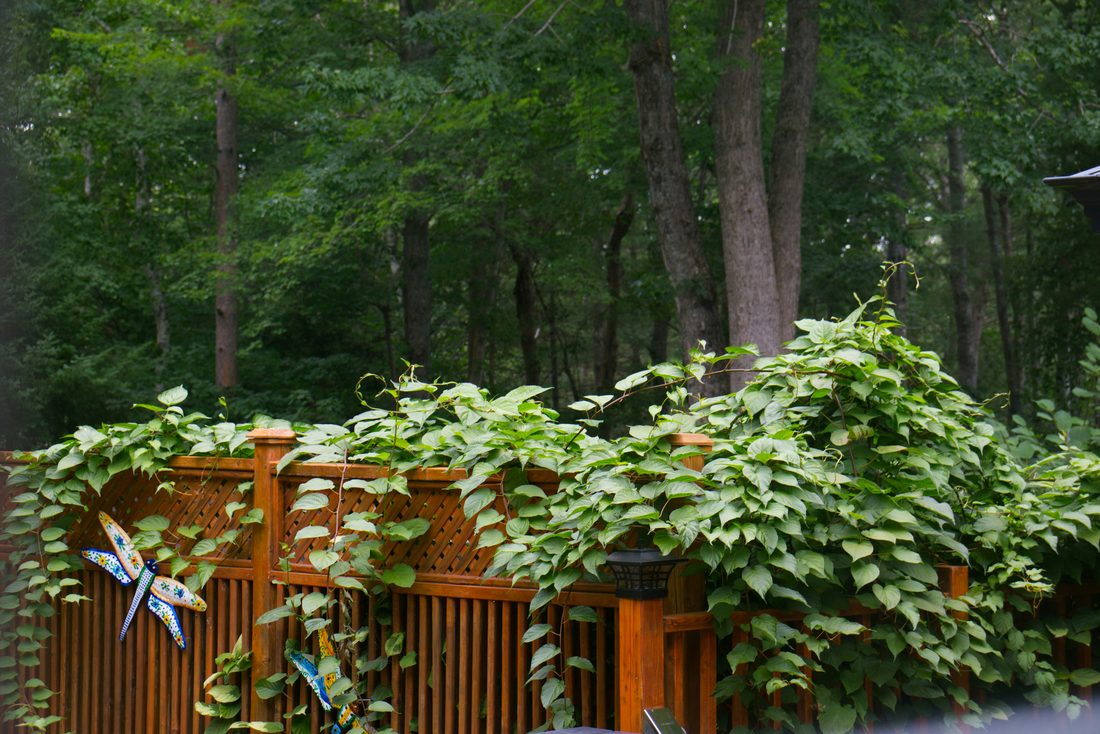 Finished deck and fence by Evergreen Painting